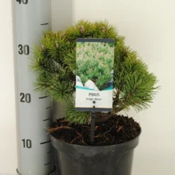 Dwerg Bergden (Pinus Mugo 'Mops') 6 Dwerg Bergden (Pinus Mugo 'Mops') -Groen Dome Verkoopwinkel pinus mugo mops c3 m