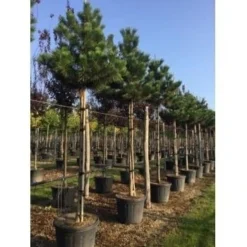 Oostenrijkse Den Als Boom (Pinus Nigra Nigra) -Groen Dome Verkoopwinkel pinus nigra nigra 18 20