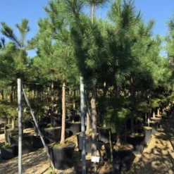Oostenrijkse Den Als Boom (Pinus Nigra Nigra) -Groen Dome Verkoopwinkel pinus nigra nigra 1820