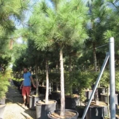 Oostenrijkse Den Als Boom (Pinus Nigra Nigra) -Groen Dome Verkoopwinkel pinus nigra nigra 20 25 2