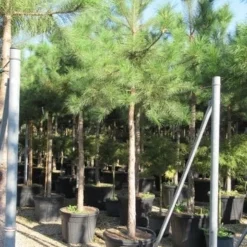 Oostenrijkse Den Als Boom (Pinus Nigra Nigra) -Groen Dome Verkoopwinkel pinus nigra nigra 20 25 4