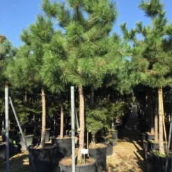 Oostenrijkse Den Als Boom (Pinus Nigra Nigra) -Groen Dome Verkoopwinkel pinus nigra nigra 2025