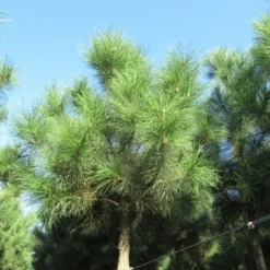 Oostenrijkse Den Als Boom (Pinus Nigra Nigra) -Groen Dome Verkoopwinkel pinus nigra nigra 2