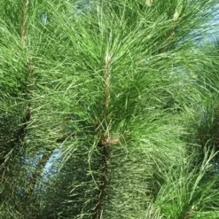 Oostenrijkse Den Als Boom (Pinus Nigra Nigra) -Groen Dome Verkoopwinkel pinus nigra nigra 3