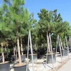 Oostenrijkse Den Als Boom (Pinus Nigra Nigra) -Groen Dome Verkoopwinkel pinus nigra nigra 4