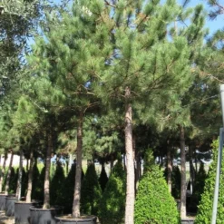 Oostenrijkse Den Als Boom (Pinus Nigra Nigra) -Groen Dome Verkoopwinkel pinus nigra nigra 5