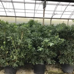 Australische Laurier (Pittosporum Tobira) -Groen Dome Verkoopwinkel pittosporum