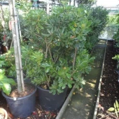 Australische Laurier (Pittosporum Tobira) -Groen Dome Verkoopwinkel pittosporum tobira 100 125 c50