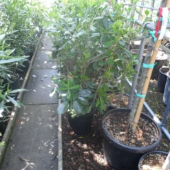 Australische Laurier (Pittosporum Tobira) -Groen Dome Verkoopwinkel pittosporum tobira c10