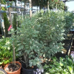 Australische Laurier (Pittosporum Tobira 'Variegatum') -Groen Dome Verkoopwinkel pittosporum tobira variegatum 100 125 c35 50