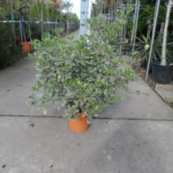 Australische Laurier (Pittosporum Tobira 'Variegatum') -Groen Dome Verkoopwinkel pittosporum tobira variegatum c10