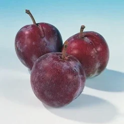 Pruimenboom (Prunus Domestica 'Opal') -Groen Dome Verkoopwinkel pruim opal