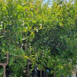 Abrikoos Als Halfstam (Prunus Armeniaca 'Antonio Errani') 9 Abrikoos Als Halfstam (Prunus Armeniaca 'Antonio Errani') -Groen Dome Verkoopwinkel prunus armeniaca antonio errani 2 1