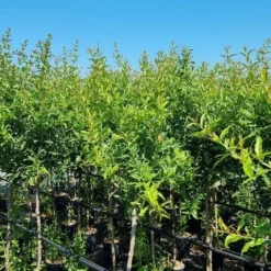 Abrikoos Als Halfstam (Prunus Armeniaca 'Antonio Errani') 8 Abrikoos Als Halfstam (Prunus Armeniaca 'Antonio Errani') -Groen Dome Verkoopwinkel prunus armeniaca antonio errani 3 1