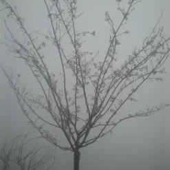 Japanse Sierkers (Prunus Subhirtella 'Autumnalis') -Groen Dome Verkoopwinkel prunus autumnalis