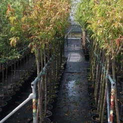 Groen Dome Verkoopwinkel -Groen Dome Verkoopwinkel prunus avium stam 1
