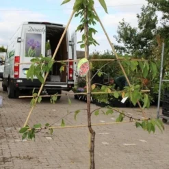 Kersenboom (Prunus Avium 'Stella') -Groen Dome Verkoopwinkel prunus avium stella