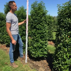 Grote Portugese Laurier (Prunus Lusitanica 'Angustifolia') -Groen Dome Verkoopwinkel prunus l ang 175200