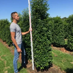 Grote Portugese Laurier (Prunus Lusitanica 'Angustifolia') -Groen Dome Verkoopwinkel prunus l ang 200250