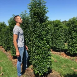Grote Portugese Laurier (Prunus Lusitanica 'Angustifolia') -Groen Dome Verkoopwinkel prunus l ang 200250 2