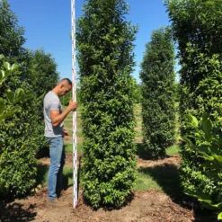 Grote Portugese Laurier (Prunus Lusitanica 'Angustifolia') -Groen Dome Verkoopwinkel prunus l ang 300350