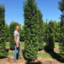 Grote Portugese Laurier (Prunus Lusitanica 'Angustifolia') -Groen Dome Verkoopwinkel prunus l ang 350400