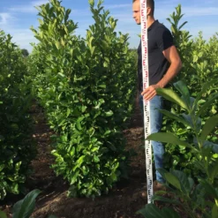 Grote Laurierkers (Prunus Laurocerasus 'Rotundifolia') -Groen Dome Verkoopwinkel prunus l rot 175200