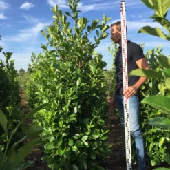 Grote Laurierkers (Prunus Laurocerasus 'Rotundifolia') -Groen Dome Verkoopwinkel prunus l rot 200225
