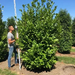 Grote Laurierkers (Prunus Laurocerasus 'Rotundifolia') -Groen Dome Verkoopwinkel prunus l rot 250300 x 100 150 br