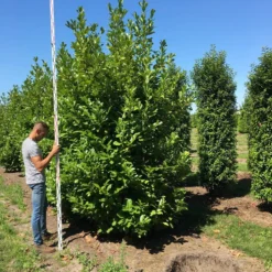 Grote Laurierkers (Prunus Laurocerasus 'Rotundifolia') -Groen Dome Verkoopwinkel prunus l rot 350400 x 150 br