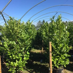 Grote Laurierkers (Prunus Laurocerasus 'Rotundifolia') -Groen Dome Verkoopwinkel prunus laur. rotundifolia h160180cm