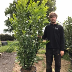 Grote Laurierkers (Prunus Laurocerasus 'Rotundifolia') -Groen Dome Verkoopwinkel prunus laur. rotundifolia h180 200cm