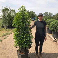 Grote Portugese Laurier (Prunus Lusitanica 'Angustifolia') -Groen Dome Verkoopwinkel prunus lus. angustifolia h140160