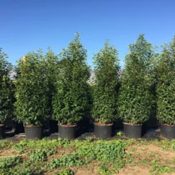 Grote Portugese Laurier (Prunus Lusitanica 'Angustifolia') -Groen Dome Verkoopwinkel prunus lus. angustifolia h160180cm