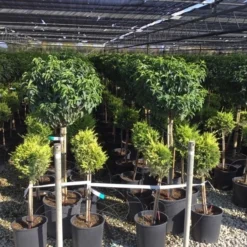 Portugese Laurier Op Stam (Prunus Lusitanica 'Angustifolia') -Groen Dome Verkoopwinkel prunus lusitanica 80cm stam