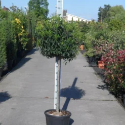 Portugese Laurier Op Stam (Prunus Lusitanica 'Angustifolia') -Groen Dome Verkoopwinkel prunus lusitanica angustifolia halfstam c25