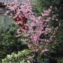 Groen Dome Verkoopwinkel -Groen Dome Verkoopwinkel prunus persica01