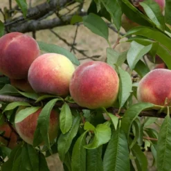 Perzikboom (Prunus Persica 'Amsden')