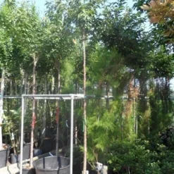 Japanse Sierkers (Prunus Subhirtella 'Autumnalis') -Groen Dome Verkoopwinkel prunus subhirtella autumnalis 10 12ho cont