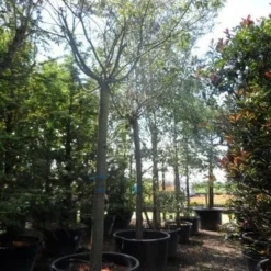 Japanse Sierkers (Prunus Subhirtella 'Autumnalis') -Groen Dome Verkoopwinkel prunus subhirtella autumnalis 30 35 40ho c350