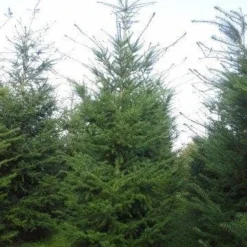 Groen Dome Verkoopwinkel -Groen Dome Verkoopwinkel pseudotsuga menziesii 400 450 1