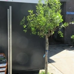 Granaatappel Op Stam (Punica Granatum) -Groen Dome Verkoopwinkel punica01