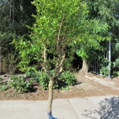 Granaatappel Op Stam (Punica Granatum) -Groen Dome Verkoopwinkel punica03
