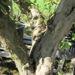 Granaatappel Op Stam (Punica Granatum) -Groen Dome Verkoopwinkel punicaoud03 1