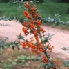 Vuurdoorn (Pyracantha 'Orange Glow') -Groen Dome Verkoopwinkel pyocharm 3 1