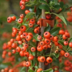 Vuurdoorn (Pyracantha 'Orange Glow') -Groen Dome Verkoopwinkel pyracantha orange glow 11 1