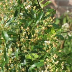 Vuurdoorn (Pyracantha 'Orange Glow') -Groen Dome Verkoopwinkel pyracantha orange glow 1