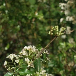 Vuurdoorn (Pyracantha 'Orange Glow') -Groen Dome Verkoopwinkel pyracantha orange glow 2