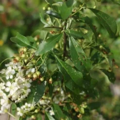 Vuurdoorn (Pyracantha 'Orange Glow') -Groen Dome Verkoopwinkel pyracantha orange glow 3 1