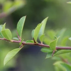 Vuurdoorn (Pyracantha 'Orange Glow') -Groen Dome Verkoopwinkel pyracantha orange glow 4 1